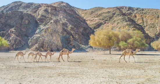 فوز قريتى غرب سهيل بأسوان وأبو غصون بالبحر الأحمر ضمن أفضل القرى الريفية السياحية