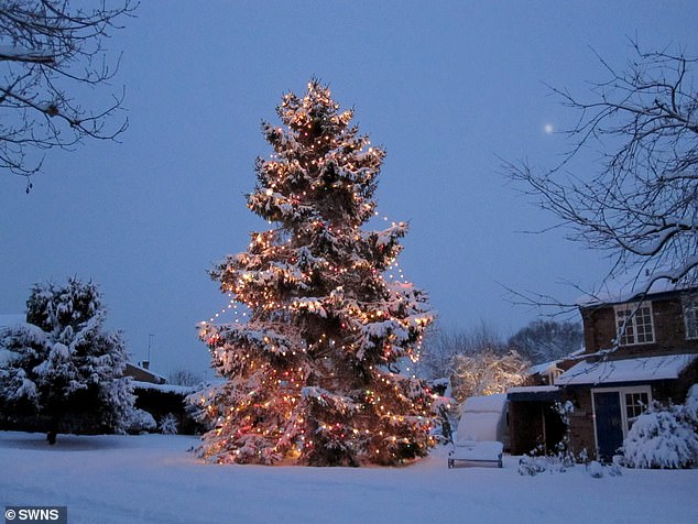 The Rowland's tree in the snow in 2010 - over the years it has steadily grown and now towers their four-bedroom detached property