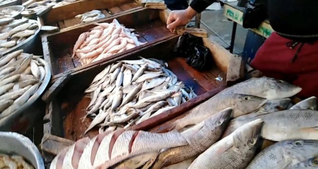 انخفاض البلطي والجمبري والكابوريا.. سعر السمك اليوم الأحد 29 يونيو في سوق العبور