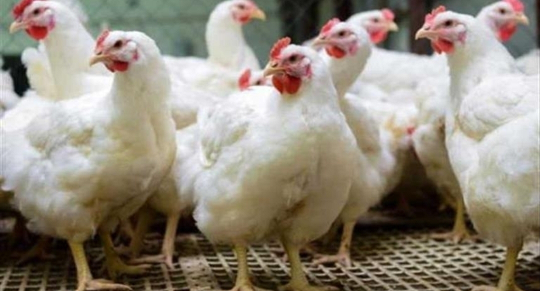 البانيه بكام النهاردة.. أسعار الفراخ البيضاء اليوم السبت 12 يوليو 2025 فى الأسواق وبورصة الدواجن