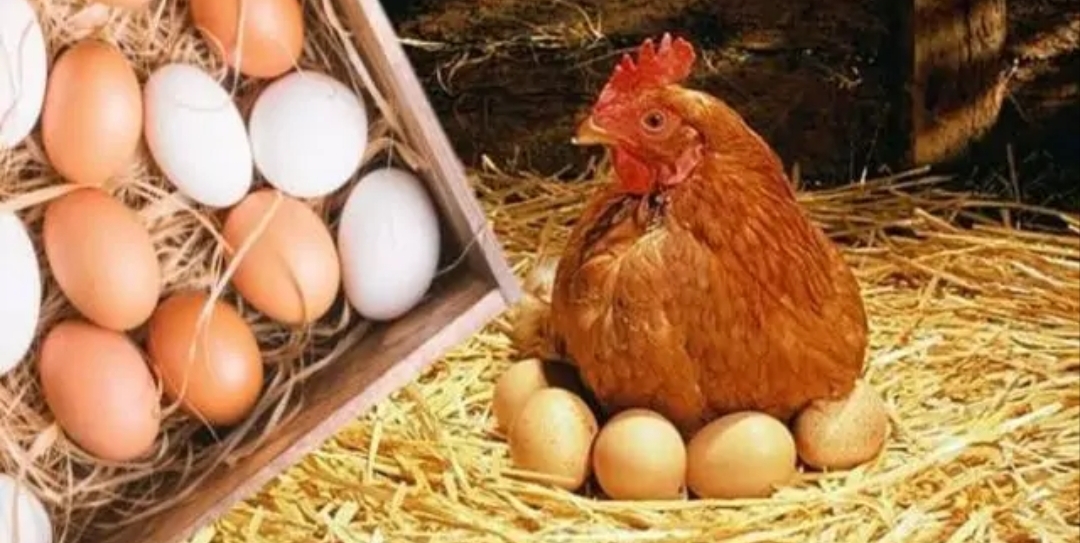 البانيه وصل كام.. أسعار الدواجن وكرتونة البيض اليوم الاثنين 21 يوليو في السوق المصري
