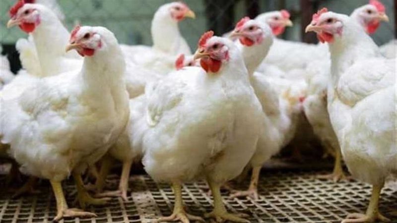 الكيلو بكام النهاردة.. أسعار الفراخ اليوم الثلاثاء 19-8-2025 في بورصة الدواجن