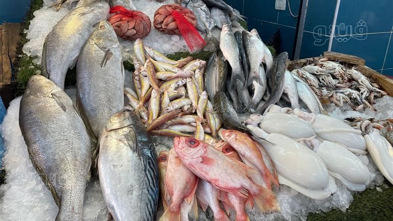 20 جنيها في البوري و30 جنيها بالجمبري.. مفاجأة جديدة في سعر السمك اليوم الأربعاء 13 أغسطس بسوق العبور