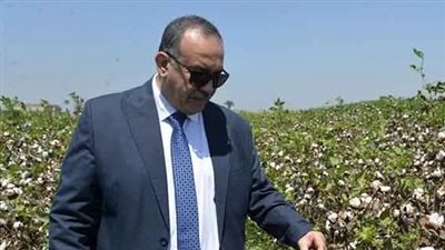 “الذهب الأبيض” يعود للتألق من جديد.. انطلاق موسم جني القطن