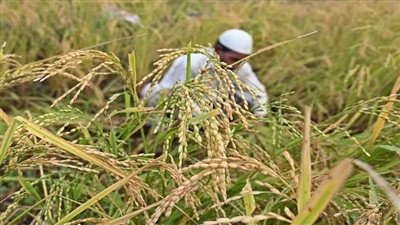 موسم الحصاد يبدأ.. ومصر تتجاوز مليون فدان منزرع بالأرز