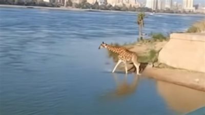 أكثر من مليوني مشاهدة… ما هي حقيقة مقاطع زرافة النيل المتداولة؟