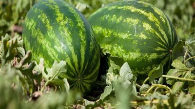 «تقاوي بمائة ألف جنيه».. من يقف خلف أزمة البطيخ