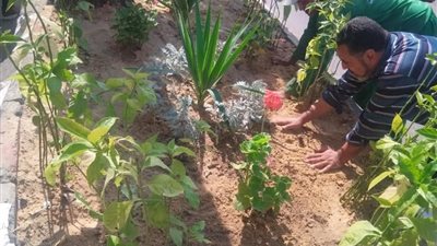 زراعة 18 ألف شجرة بمحافظتي كفر الشيخ والدقهلية.. وتشجير بمحور الشعراوي بمنطقة السيدة نفيسة