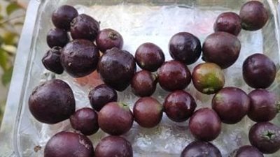 الجوافة الفرنسية السوداء.. تدخل الأسواق المصرية بسعر 400 جنيه للكيلو وتشعل المنافسة في سوق الفاكهة