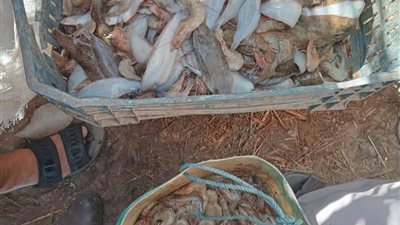 حماية البحيرات يعلن انطلاق موسم الصيد ببحيرة قارون لعام 2025