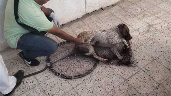 لحماية الطلاب من الذعر.. حملة بيطرية لاستبعاد الكلاب الضالة من داخل مدارس المنيا