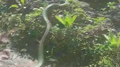 ثعابين تشبه الكوبرا تثير الذعر في قرية مصرية.. وتحرك عاجل من السلطات