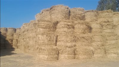 جمع وتدوير أكثر من 800 ألف طن من قش الأرز في 7 محافظات