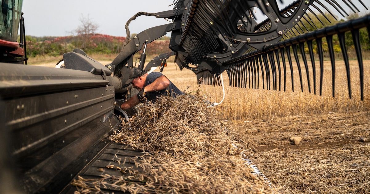 الصين تُبطئ مشترياتها من فول الصويا قبيل قمة ترمب وشي