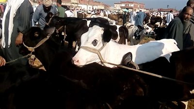 حملة تحصين 421 ألف رأس في 3 أيام لمكافحة الحمى القلاعية