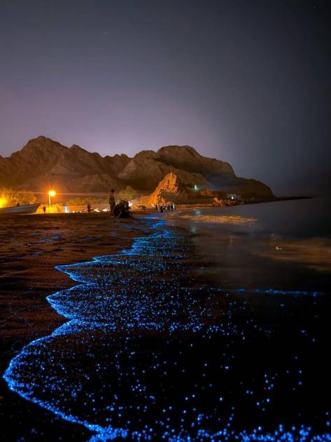 «الدموع الزرقاء» تنير شواطئ مسقط ليلاً