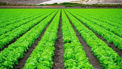 6 ملايين فدان تحت مظلة التطوير.. الدولة توسع مشروعات الصرف الزراعي