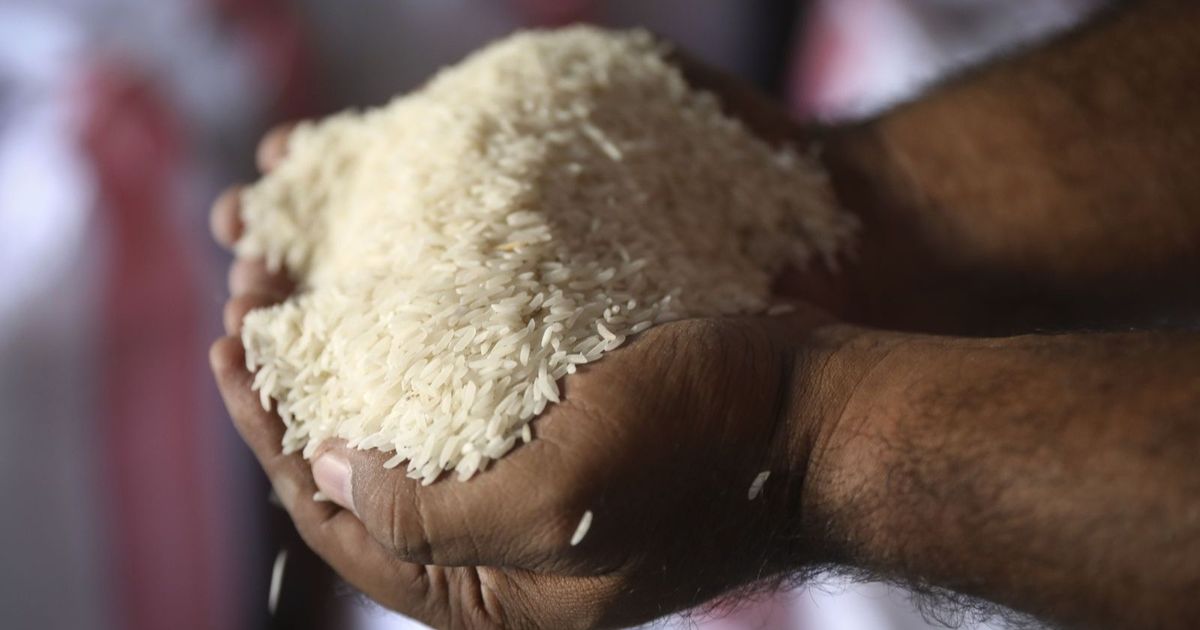 أكبر مستوردة للأرز في العالم.. الفلبين تخطط لتمديد حظر الاستيراد