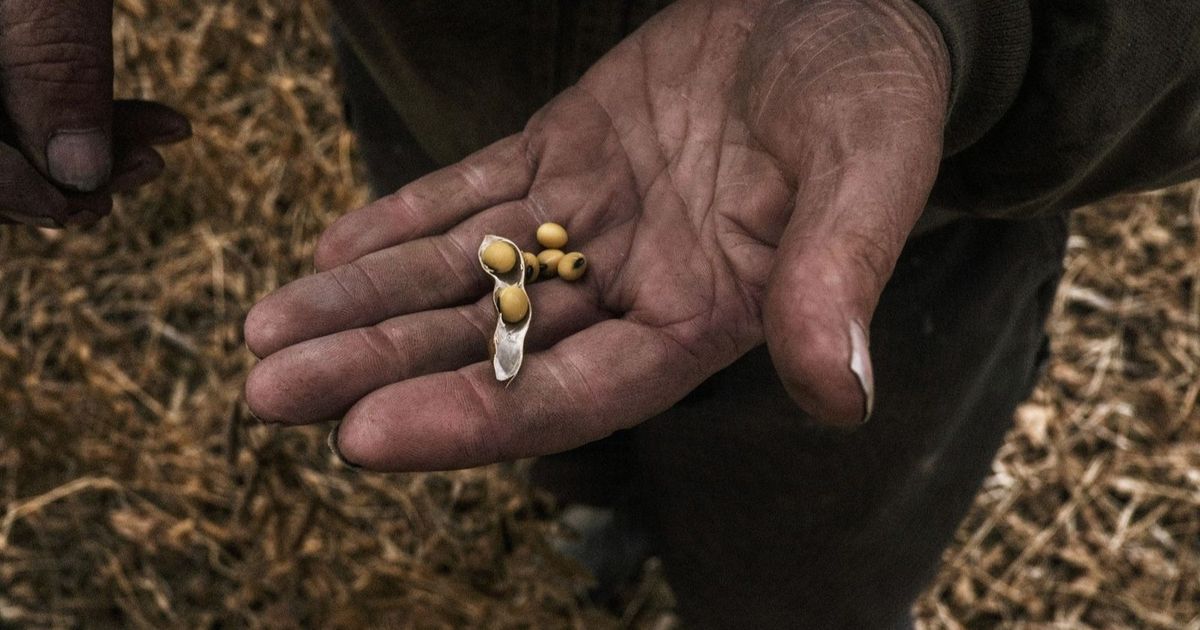 كيف أصبح فول الصويا الأفريقي ذخيرة حرب تجارية؟