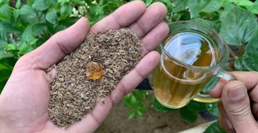 ضاع عمرنا ومنعرفش..  مغلي هذه البذور يخلصك من السعال الحاد والجاف الكحة البلغم الرشح