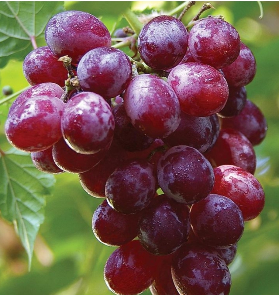 النتيجة تفوق الخيال.. ماذا يحدث لجسمك وقلبك  عند تناول العنب الأحمر