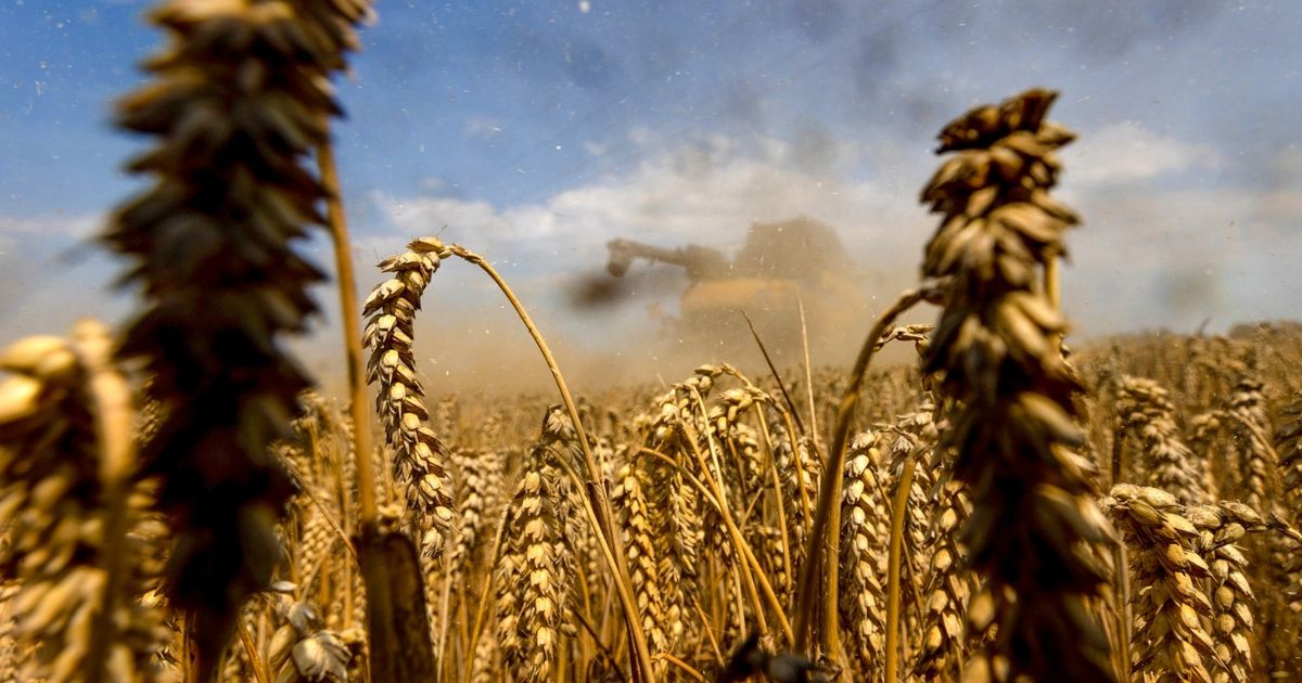 القمح عند أدنى مستوى في 5 سنوات مع تحسن الإمدادات والتوتر التجاري