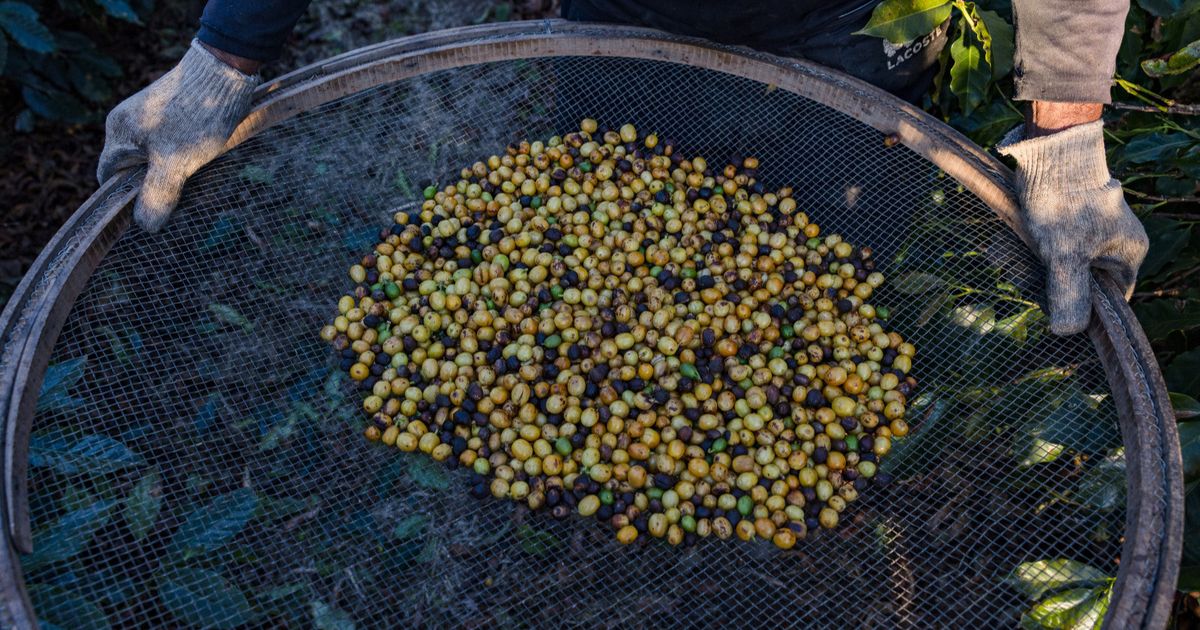 صادرات البرازيل ترتفع متحدية تأثيرات الرسوم الأميركية