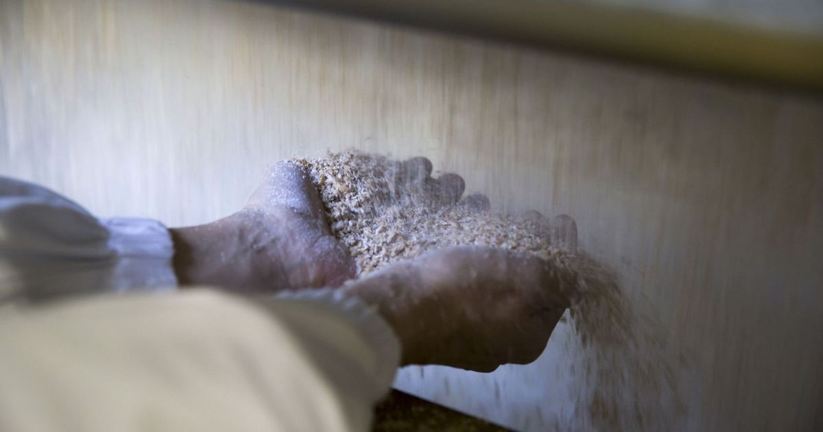 نمو إيرادات “المطاحن الأولى” السعودية بدعم من توسع الأعلاف