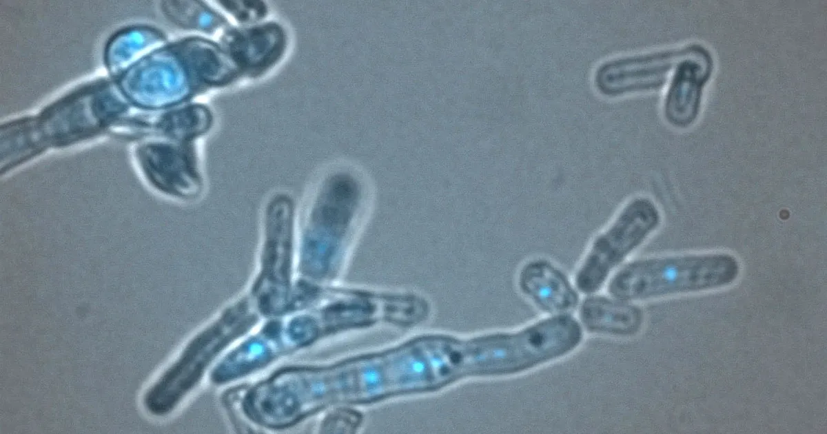 اكتشاف دور جديد بروتين قديم حماية المادة الوراثية الخلايا