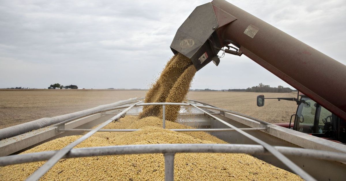 بيسنت: الصين تعهدت بشراء كميات كبيرة من فول الصويا الأميركي