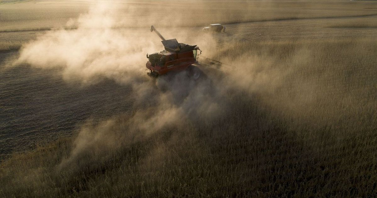 أسعار فول الصويا تعمق خسائرها بعد تهديد ترمب بفرض رسوم على الصين