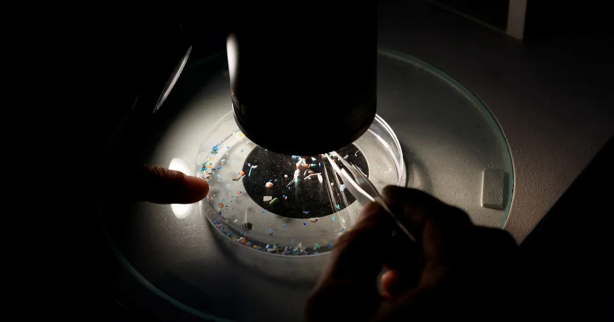 الجسيمات البلاستيكية الدقيقة تغير أعداد البكتيريا النافعة