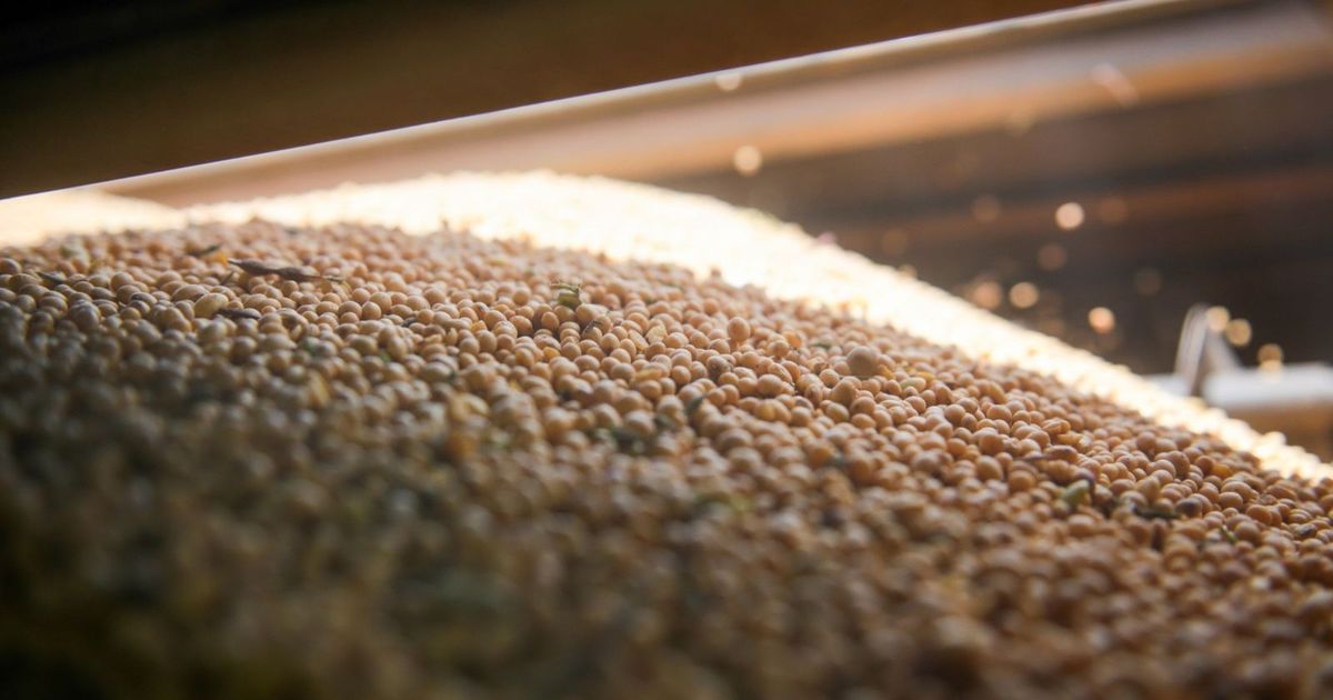 ترمب: الصين تعهدت بشراء كميات “هائلة” من فول الصويا