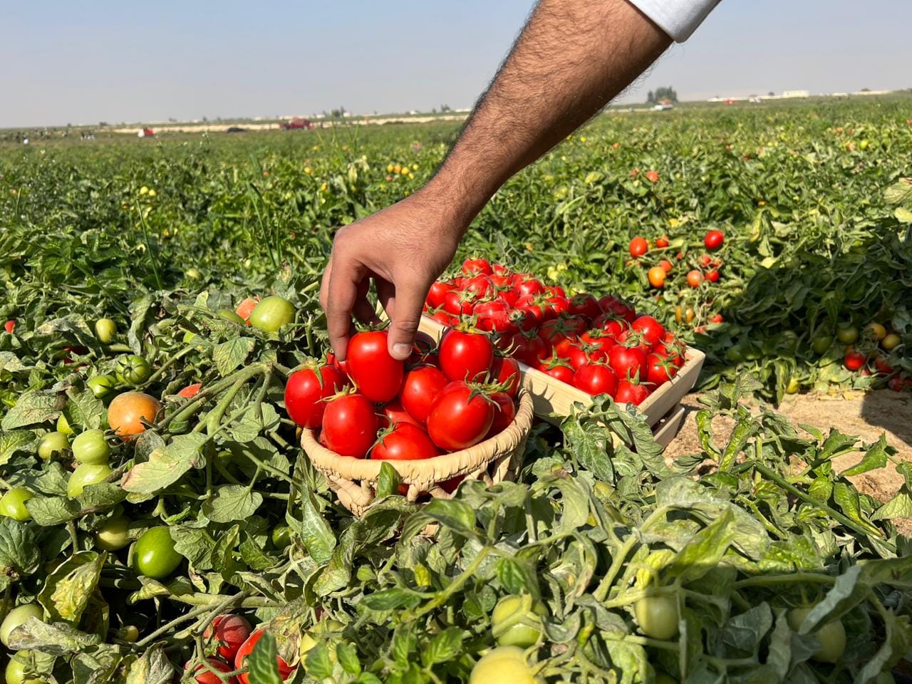موعد انخفاض أسعار الطماطم وسبب ارتفاعها.. هل توجد أنواع مسرطنة في السوق المحلية؟