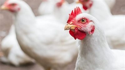 أسعار الدواجن اليوم.. الفراخ الساسة تتراجع