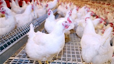 123 جنيه.. ارتفاع جديد في أسعار الفراخ اليوم الخميس 6 نوفمبر 2025