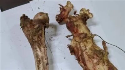 الطب البيطري بسوهاج يصدر بيان عاجل بشأن العثور على عظام بصندوق قمامة