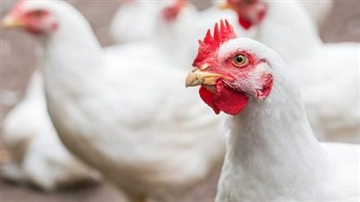 حالة من الاستقرار.. أسعار الدواجن اليوم الإثنين