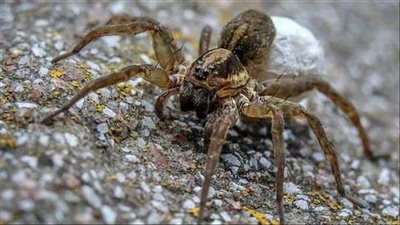 أكبر بيت للعناكب على وجه الأرض.. اكتشاف شبكة ضخمة داخل كهف