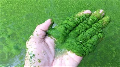 ابتكار نباتي يقترب من مذاق البحر بسلامة تامة