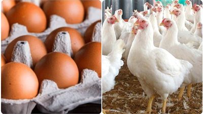 تحركات متباينة في أسعار الفراخ والبيض تثير اهتمام المستهلكين