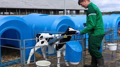 نجاح جديد في روسيا.. ولادة عجلين مستنسخين “ميلكا” و”إيسكركا” بوزن طبيعي