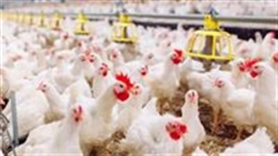 سعر كيلو الفراخ البيضاء اليوم