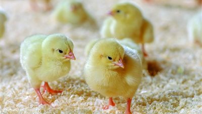 بعد الانخفاض الأخير..أسعار الكتاكيت اليوم السبت 22 نوفمبر 2025