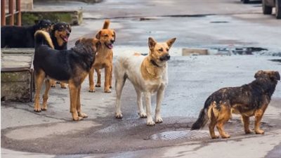 لا إدارة للمشكلة وعددهم مرعب