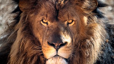 لغة جديدة في عالم الأسود.. الذكاء الاصطناعي يفكّ شفرة الزئير لأول مرة