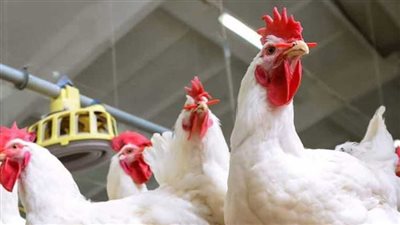 سعر كيلو الفراخ البيضاء اليوم