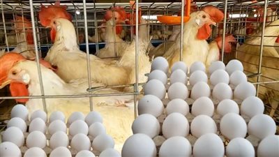 هبوط كبير في أسعار الدواجن والبيض اليوم الأربعاء