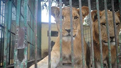 بعد اكتشاف لغة الأسود.. الذكاء الاصطناعي يفتح أسرار تواصل الحيوانات