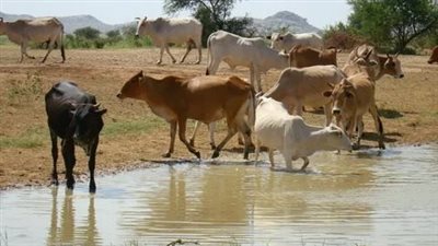 زيادة 6.7% في عدد رؤوس الماشية و16% في إنتاج اللحوم